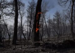 καμμένα Έρχονται κάμερες για τον εντοπισμό δασικών πυρκαγιών