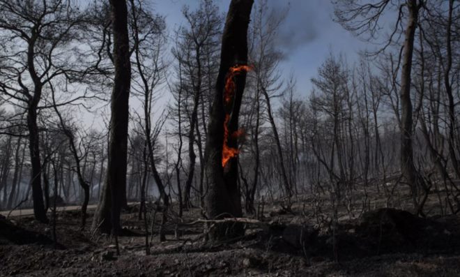 καμμένα Έρχονται κάμερες για τον εντοπισμό δασικών πυρκαγιών