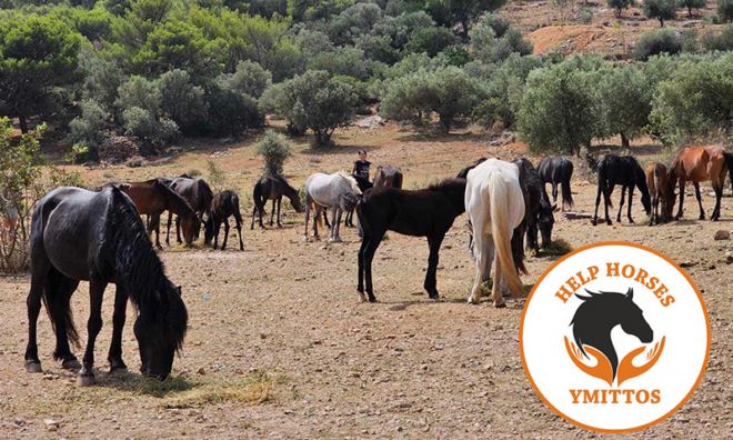 aloga Help Horses at Ymittos Οι εθελοντές του Help Horses έστειλαν επιστολή και στον Πρωθυπουργό