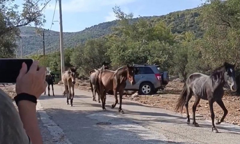 Help Horses Ymittos 1 Άλογα Υμηττού: συνάντηση Υφυπουργού Αγροτικής Ανάπτυξης με τον Δήμαρχο