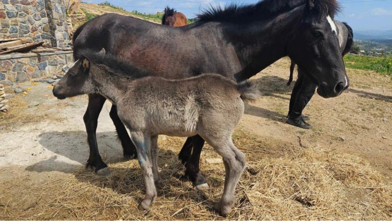 Help Horses Ymittos 2 Άλογα Υμηττού: συνάντηση Υφυπουργού Αγροτικής Ανάπτυξης με τον Δήμαρχο