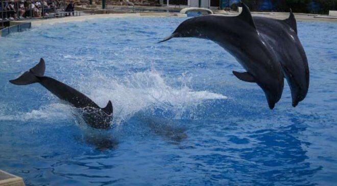 Καταδίκη για το Αττικό Ζωολογικό Πάρκο για τις παράνομες παραστάσεις με δελφίνια 