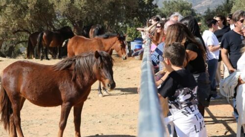Help Horses Ymittos ktima Η Help Horses Ymittos γιορτάζει τα 2 χρόνια προσπάθειας