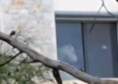 Horses Ymittos 1 Help Horses Ymittos: Έβαλε στο σαλόνι της βίλας 20 άλογα