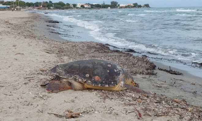 nekri Νεκρή θαλάσσια χελώνα στην Αρτέμιδα
