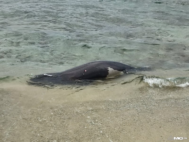 fokia 1 Βρήκαν πυροβολημένη μία φώκια στην παραλία Μαύρο Λιθάρι