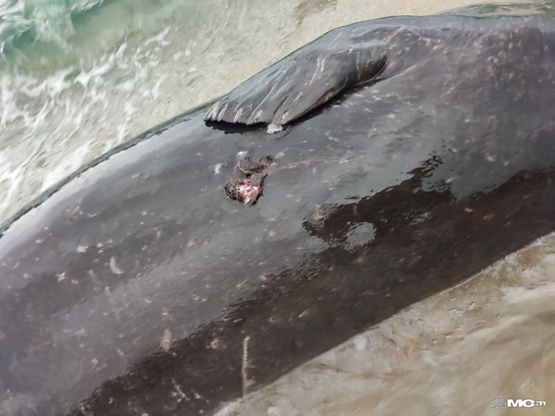 fokia 2 Βρήκαν πυροβολημένη μία φώκια στην παραλία Μαύρο Λιθάρι