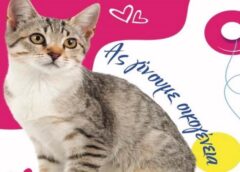 gates Voula 2 Ημέρα υιοθεσίας γάτας στη Βούλα