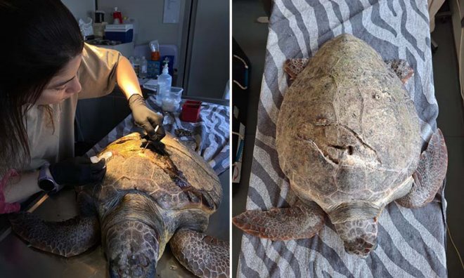 xelona Vouliagmeni Περιθάλπουν τη θαλάσσια χελώνα που βρέθηκε στη Βουλιαγμένη