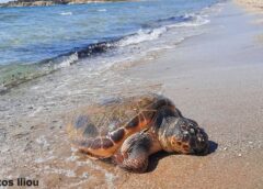 chelona Voula Νεκρή θαλάσσια χελώνα στην πλαζ της Βούλας