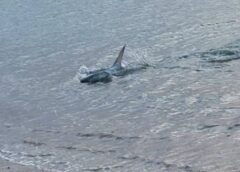 litsa Kavouri Μία λίτσα και όχι καρχαρίας αναστάτωσε τους κατοίκους