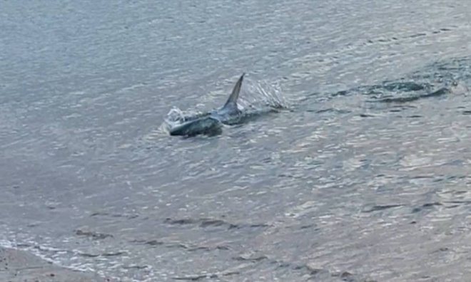 litsa Kavouri Μία λίτσα και όχι καρχαρίας αναστάτωσε τους κατοίκους