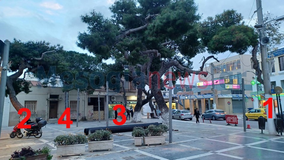 peuka plateia Koropi 1 Ποια από τα εφτά πεύκα της κεντρικής πλατείας Κορωπίου θα κοπούν