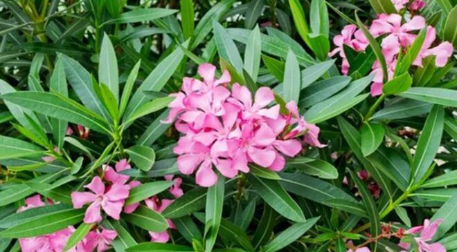 Οδηγία για την τοξική πικροδάφνη – να απομακρυνθεί από τα σχολεία