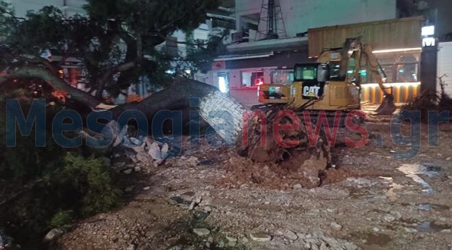 Κατέρρευσε πεύκο στην κεντρική πλατεία του Κορωπίου λόγω των ισχυρών ανέμων