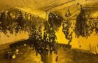kannavi Keratea Είχαν στήσει στο σπίτι τους στην Κερατέα υδροπονική καλλιέργεια κάνναβης